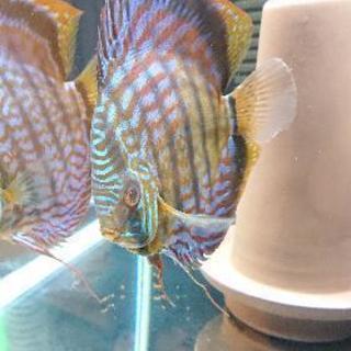 ワイルドイナヌクロス ペアディスカス