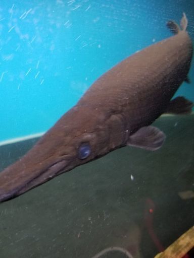 マンファリ40㎝　極太