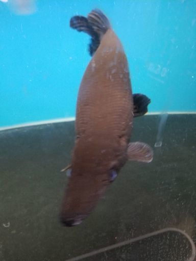 マンファリ40㎝　極太