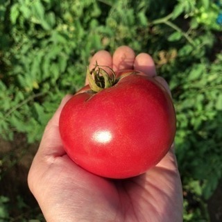 トマト農家つながりの方