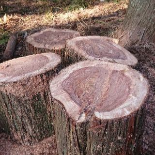 薪割り用の台等に 太い原木 DIY