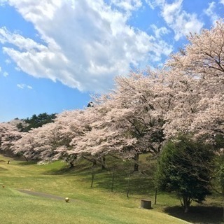 NEW♪社会人ゴルフサークルメンバー募集の画像