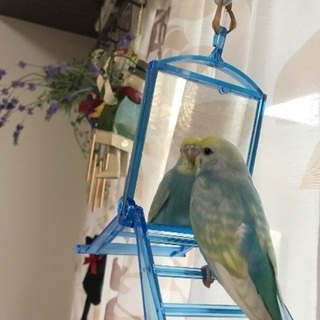 セキセイインコ差し上げます。