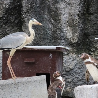 🌸浜松動物園、フラワーパークにいこう(•∋•)🌸 − 静岡県