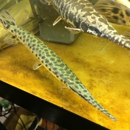 ワイルド 最終値下げ エバーグレイズ産 フロリダスポッテッドガー Viper 新守山のその他の中古あげます 譲ります ジモティーで不用品の処分