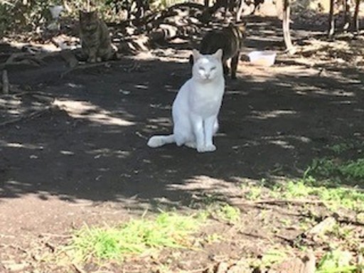 美猫の白猫 オットアイのお姉ちゃん猫ルビーちゃん 三か月です チョロじぃ 東門前の猫の里親募集 ジモティー 美猫の白猫 オットアイのお姉ちゃん猫ルビーちゃん 三か月です チョロじぃ 東門前の猫の里親募集 ジモティー