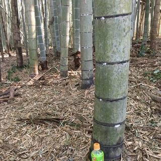 手入れの行き届いた綺麗な竹林です、興味のある方必見！！ − 宮崎県