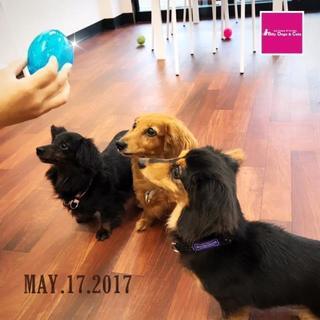 犬のしつけ教室スタッフ（店長候補）★全国展開計画中 - 富里市