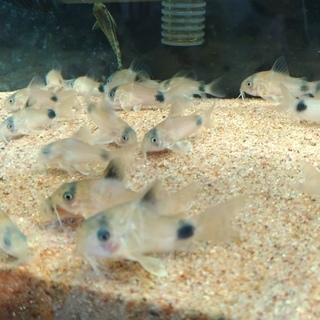 商談中です 引取限定 あなたのお家にも香香 シャンシャン いかがですか コリドラスパンダ可愛いですよ Hamar Yarn 熊取のその他の中古あげます 譲ります ジモティーで不用品の処分