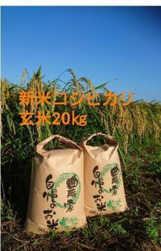 茨城29年産コシヒカリ玄米20㎏