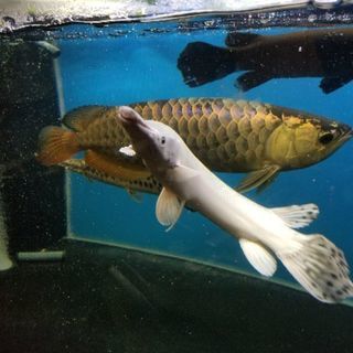 プラチナアリゲーターガー Kaishin 鳥栖のその他の中古あげます 譲ります ジモティーで不用品の処分 プラチナアリゲーターガー Kaishin 鳥栖のその他の中古あげます 譲ります ジモティーで不用品の処分