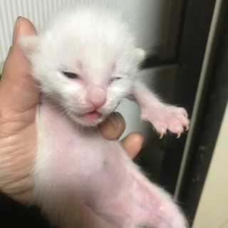 子猫、あと二匹オス、2歳位のオス猫もいます。