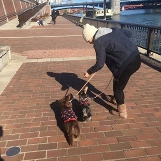 ペットシッター　お散歩代行犬介護老犬介護