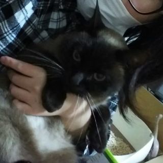 今年10歳シャム猫