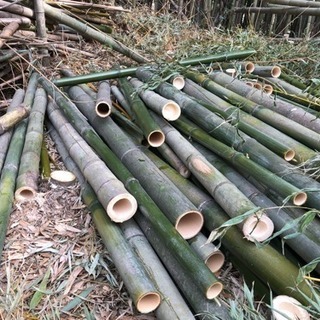 伐採済みの真竹