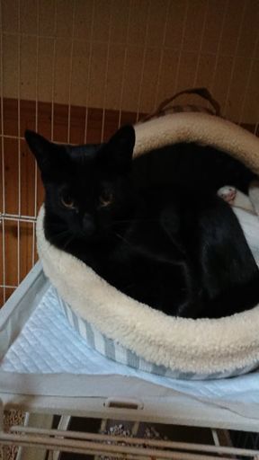 魔女宅ジジ似 美人黒猫 Cocco 宇都宮の猫の里親募集 ジモティー