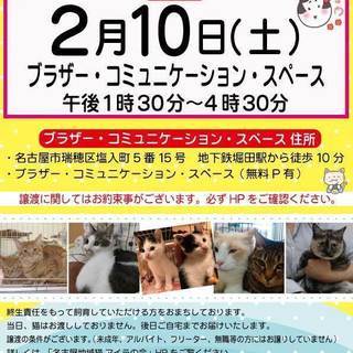 2/10(土)　猫の譲渡会　瑞穂区堀田　ブラザーミュージアムにての画像