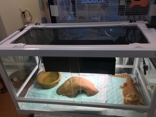 爬虫類飼育セット（フトアゴあげます）