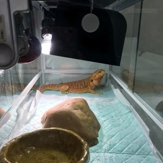 爬虫類飼育セット（フトアゴあげます）