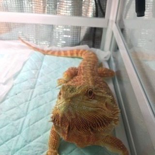 爬虫類飼育セット（フトアゴあげます）