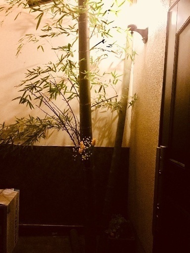 値引き‼️ 竹のオブジェ - その他 