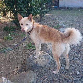 迷い犬！里親募集、同時に元の飼い主さん探しています