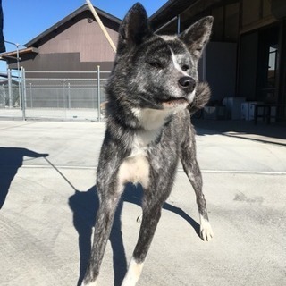 人なつこい秋田犬、一歳の女の子です。