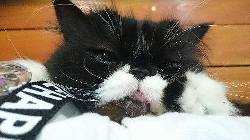 大和高田市初猫カフェshana Kimikasu 大和高田のペットサービスの無料広告 無料掲載の掲示板 ジモティー