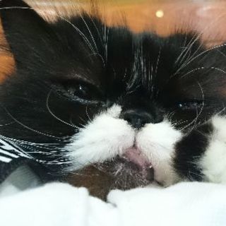 大和高田市初猫カフェshana Kimikasu 大和高田のペットサービスの無料広告 無料掲載の掲示板 ジモティー
