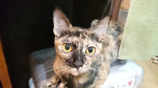 大和高田市初猫カフェshana Kimikasu 大和高田のペットサービスの無料広告 無料掲載の掲示板 ジモティー