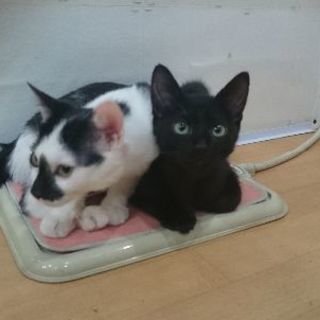 大和高田市初猫カフェshana Kimikasu 大和高田のペットサービスの無料広告 無料掲載の掲示板 ジモティー