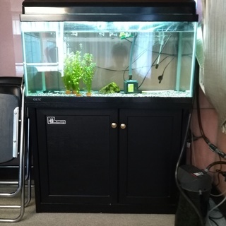 無料！！水槽90cm＆熱帯魚（飼育用品すべて込み） ※熱帯魚のみ...