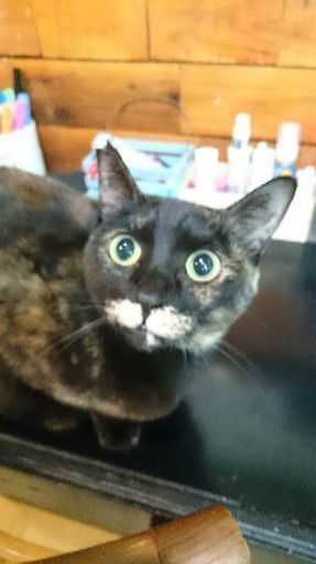 大和高田市初猫カフェshana Kimikasu 大和高田のペットサービスの無料広告 無料掲載の掲示板 ジモティー 大和高田市初猫カフェshana Kimikasu 大和高田のペットサービスの無料広告 無料掲載の掲示板 ジモティー