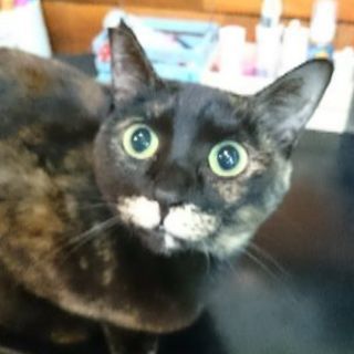 大和高田市初猫カフェshana Kimikasu 大和高田のペットサービスの無料広告 無料掲載の掲示板 ジモティー