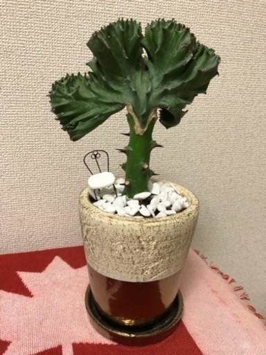 鑑賞植物 鉢付き