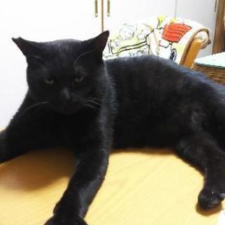 7.5㎏の大物！！とっても甘えん坊な黒猫君 − 茨城県