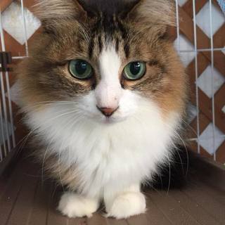 ふわふわ長毛の美猫、モカちゃん♀、推定３～４歳です(*^_^*)。