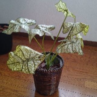 観葉植物 造花(１)