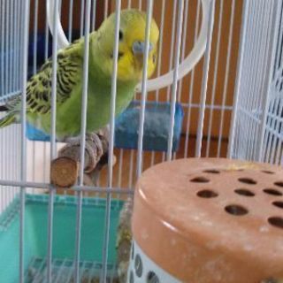 セキセイインコ10月産まれ