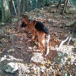 愛犬が幸せになって欲しい。 - 板橋区