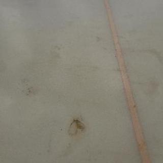 リンデン ロングボード