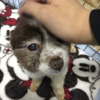 犬の保護・預り🌟U^ェ^U🌟 − 愛知県