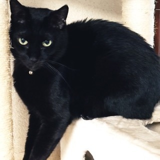 他の猫ちゃんと仲良くできます！優しい黒猫オス７歳