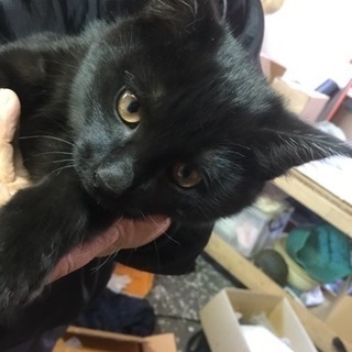 生後3カ月の黒猫