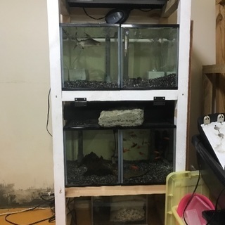 40OF水槽マンション 熱帯魚