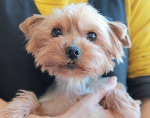 引退犬 ヨークシャーテリア メスの里親様募集致します パピーズリング 取手のその他の里親募集 ジモティー
