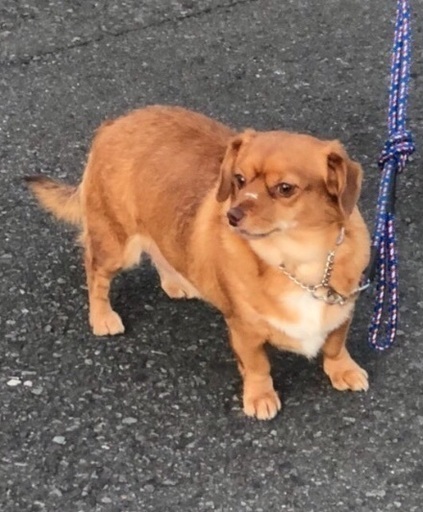 緊急 里親募集 ミックス犬 チワックス 3歳オス えみ 台東のその他の里親募集 ジモティー