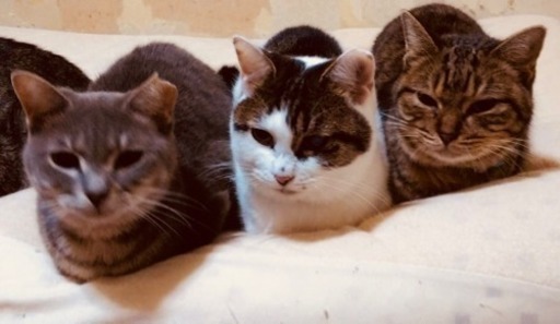 保護犬猫譲渡会 (Harelu:) 岐阜のその他のイベント参加者募集・無料