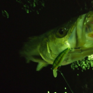 釣人大募集!!