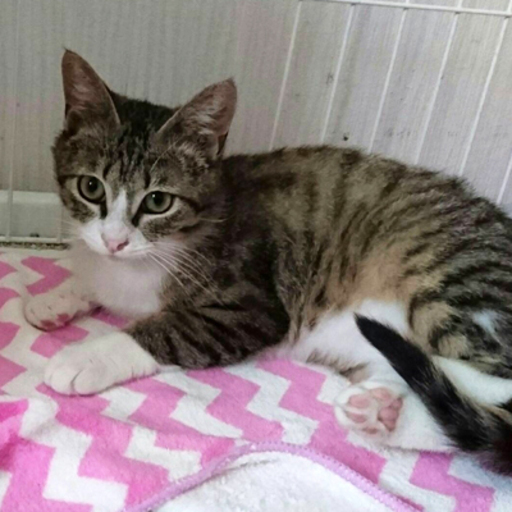 子猫の里親募集 Mahalo 釧路の猫の里親募集 ジモティー